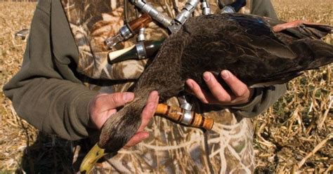 Hunting New Brunswick Black Ducks—part 2 Grand View Outdoors