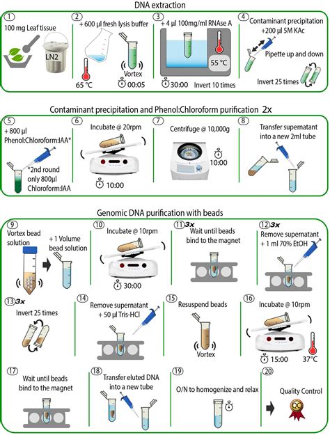 Frontiers Low Input High Molecular Weight Dna Extraction For Long