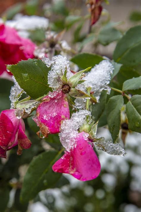First Winter Snow On Rose Bush Stock Image Image Of Fall Colorful
