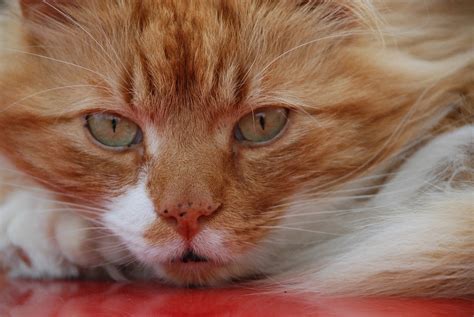 Cat Ginger Face · Free Photo On Pixabay