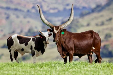 President cyril ramaphosa's appeal on monday came after a group of mainly white farmers stormed a courthouse on wednesday during the hearing of two black suspects. THECOCONUTWHISPERER : President Ramaphosa's Ankole cattle ...