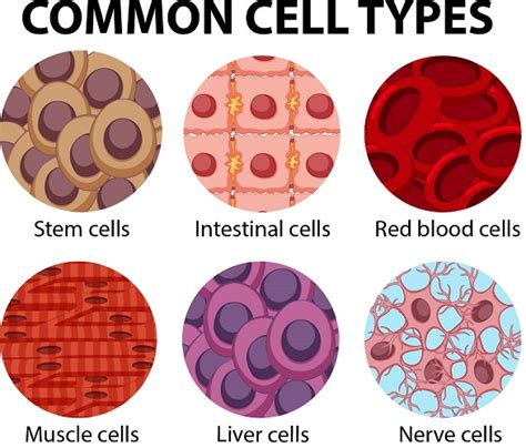 Download animal cell culture techniques books, cell culture techniques allow a variety of molecular and cell biological questions to be addressed, offering physiological conditions whilst avoiding the use of laboratory animals. What Are 3 Types Of Animal Cells - slideshare