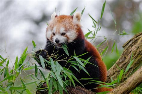 Cele Mai Neobișnuite Animale Care Trăiesc Pe Pământ Panda Roșu