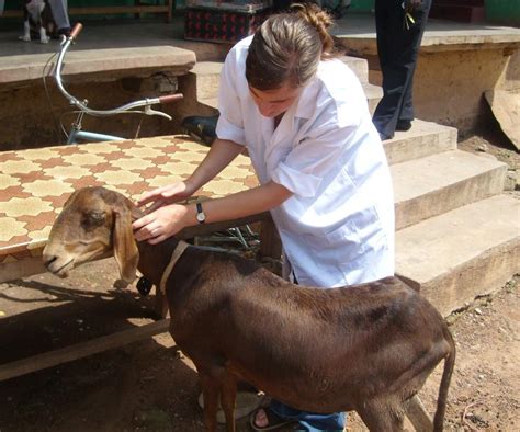 Best Animal Volunteer Programmes Abroad | Projects Abroad UK