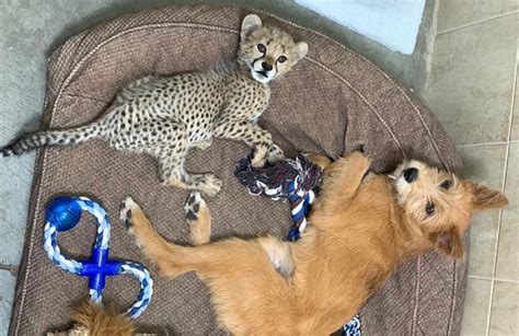 Cheetah Cubs Need Best Friends Too