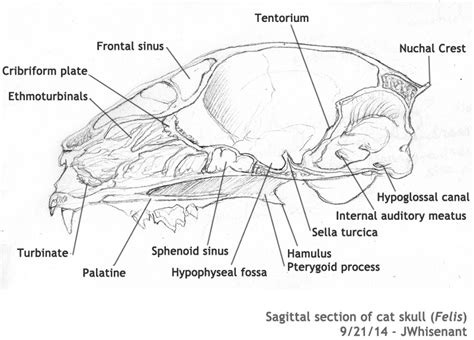 Cat Skull Diagram Wiring Schematic