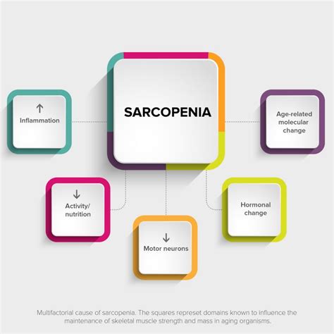 Sarcopenia was defined by two different definitions from the european working group on sarcopenia in older people. Sarcopenia, The Silent Enemy Of Your Old-Self - Kapuhala ...