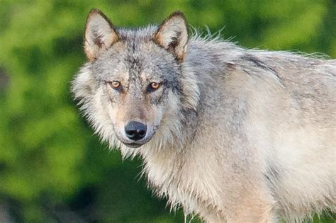 Meet The Rare Swimming Wolves That Eat Seafood