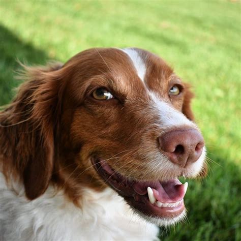 14 Amazing Facts About Brittany Spaniels You Probably Didnt Know