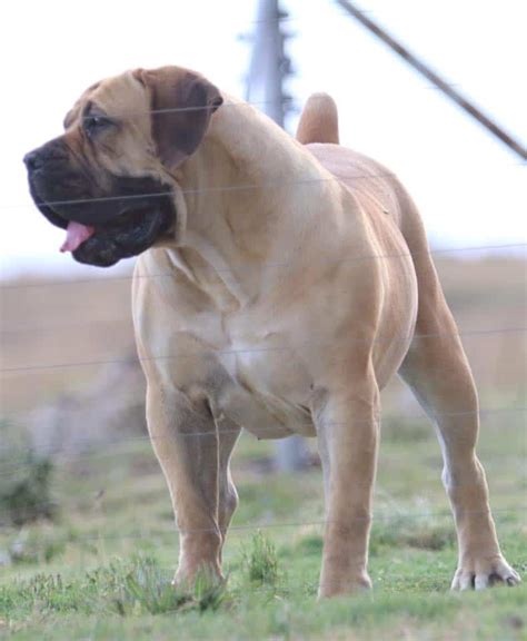 7,039 likes · 30 talking about this. BEST BREEDERS IN THE WORLD | SOUTH AFRICAN BOERBOEL ...