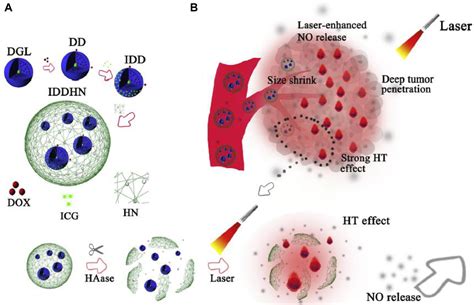 Frontiers Tumor Microenvironment Responsive Size Shrinkable Drug