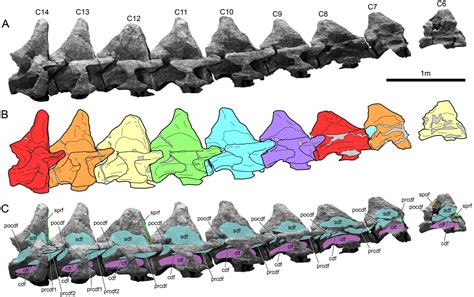 Neck Bones Of Alamosaurus Image Eurekalert Science News Releases