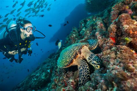 Best Dive Sites In The Maldives Accor