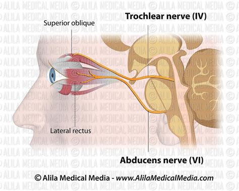 Alila Medical Media | Brain and Nervous System Images