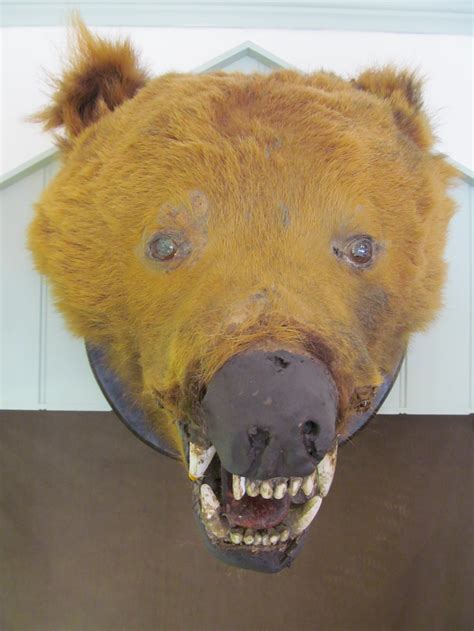 Taxidermy Head Of Brown Bear 540748 Uk