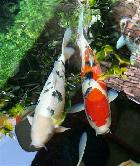 Perubahan suhu yang tidak menentu menjadi salah satu penyebab ikan koi. Jual Koi Murah | Jual Ikan Koi Kualitas Juara. Harga Ikan Koi Paling Murah