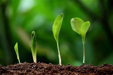Plant Growth And Development Definition Stages Process Gambaran