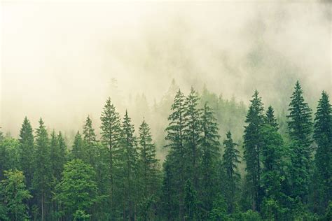 Misty Pine Tree Forest Image Free Stock Photo Public