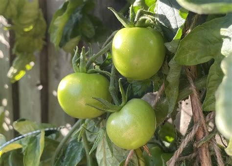Moneymaker Tomato How To Grow And Care Guide Wonky Shed