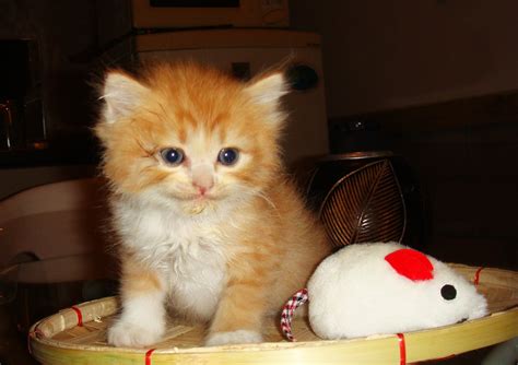 Katabon is the biggest pet animal market in. Persian Cat for Sale Philippines (manila): Kittens for ...