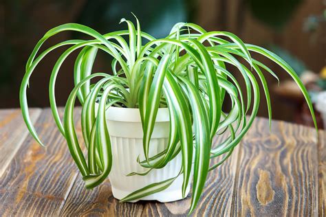 We leave the spider plant babies to happily hang out of the pots for. The 8 Best Air-Purifying House Plants To Eliminate Indoor ...