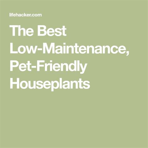 Fish are a good example of this, and typically, but not always, they will need to be fed daily and have their tank cleaned once a week. The Best Low-Maintenance, Pet-Friendly Houseplants | Low ...