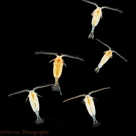 Marine Planktonic Copepods Photo Wp16367