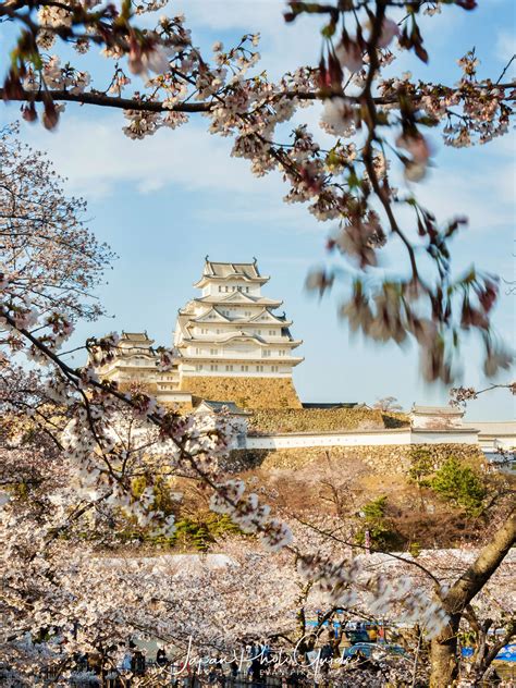 2019 Cherry Blossom Photo Tour Himeji Castle Japan Photo Guide