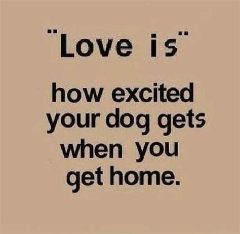 Unconditional Dog Love Quotes Weneedfun
