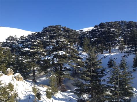 Winter In Lebanon The Cedars A Separate State Of Mind