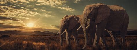Elephants In Sunset Facebook Cover