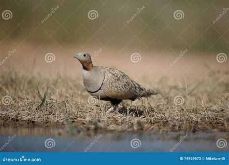 Black Bellied Sandgrouse Pterocles Orientalis Stock Image Image Of