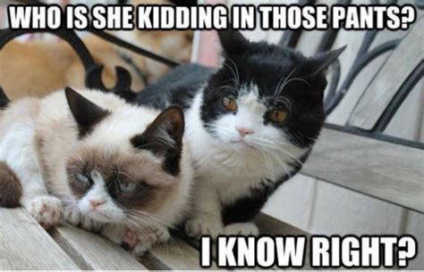 50 Most Funny Grumpy Cat Meme Of All Time
