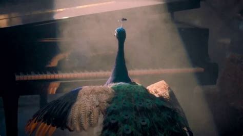 Peacock Tv Tv Commercial Peacock Hatching Ispottv