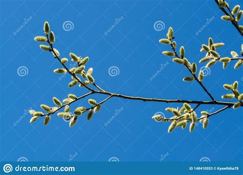 A Bunch Of Willow Flowers Against Blue Sky Stock Image Image Of