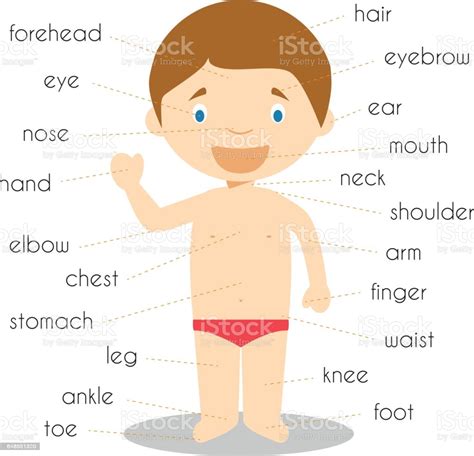 Human Body Parts Vocabulary Vector Illustration Stock Illustration