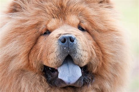 Chow Chow Breed Information Pet365
