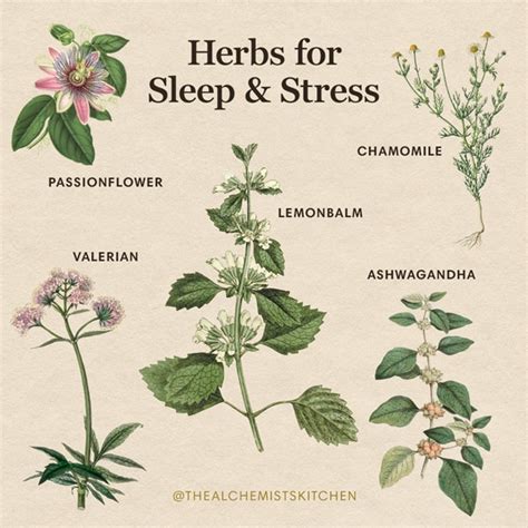 Herbs For Sleep And Stress The Alchemists Kitchen