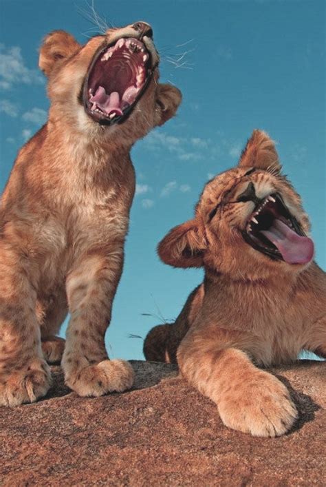 Funny Wildlife Lion Cubs Epic Yawn