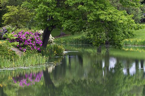 Pond With Flowers Wallpaper Nature And Landscape Wallpaper Better