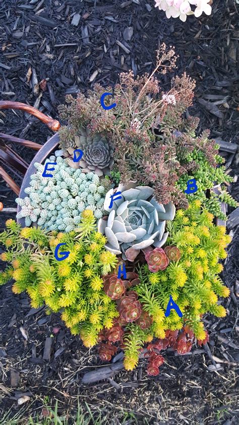 Succulent Zone Best Succulent Ideas