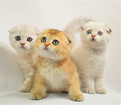 Scottish Fold Kittens Aww
