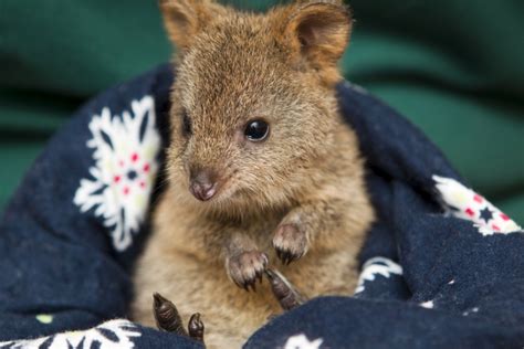 Orphaned Quokka Finds New Life At Perth Zoo Perth Zoo