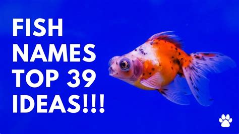 🐠 Fish Names 39 Best And Cute And Top Ideas Names Youtube