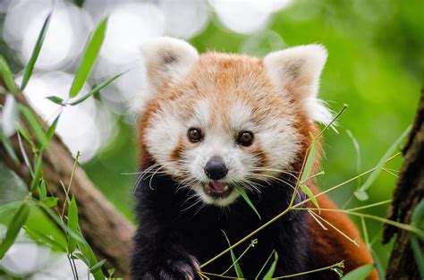 Red Panda · Free Stock Photo