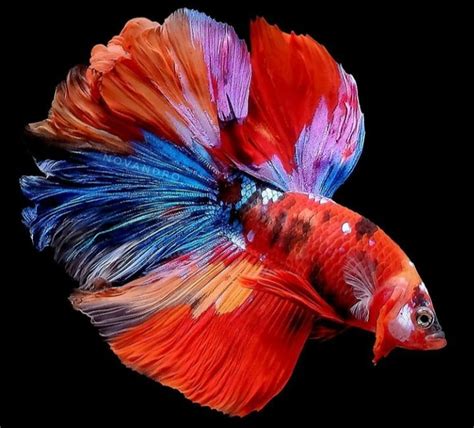 Berapa Lama Ikan Cupang Bisa Bertahan Hidup Tanpa Diberi ...