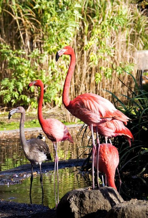 Pink Flamingos Stock Photo Image Of Travel Feather 35358004
