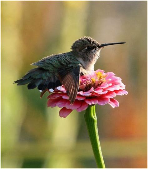 Pin By Mr Geller On Hum Ing Baby Hummingbirds Animals Beautiful Birds