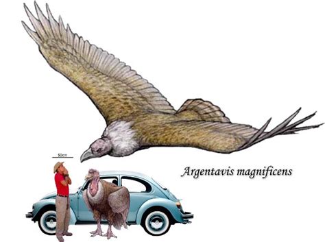 Argentavis The Largest Bird In The History