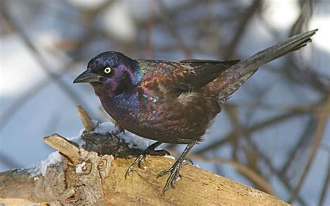 23 Best Birds Of Western Pa Images On Pinterest Birds Backyard Birds